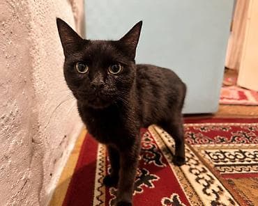 Кошка даром: Сиамская, 1 год, Девочка, Приучена к лотку — 2
