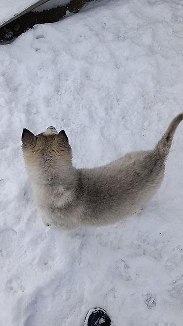 куплю хаски: Продается щенки хаски !!!! — 2