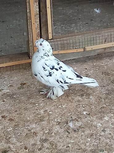 белый голубь: Продаю голубей игровых голубка жучка двухяубая голубь носочюбый соч — 3