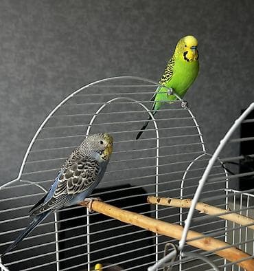 мал караганы: Волнистые попугаи, в хорошие руки, если у вас есть возможности и — 3