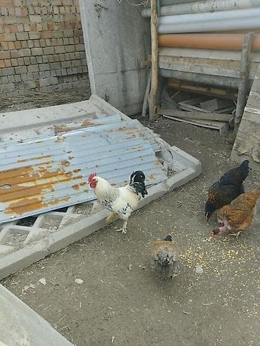 собаки бишкек купить: Продаю | Петух | Домашняя | Для разведения — 2