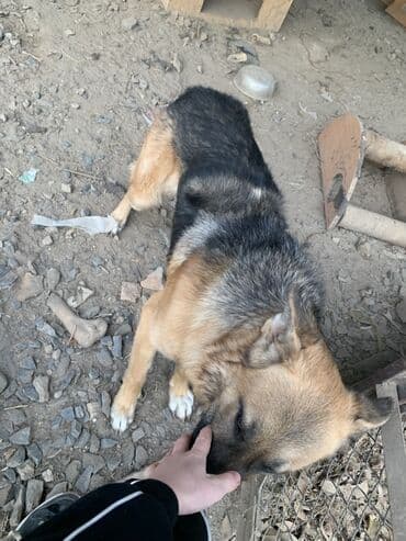 продаю собаки: Немецкая овчарка, классический чепрачный окрас (черный верх — 6