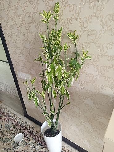 Комнатное растение: вариегатный фикус (Ficus elastica Tineke) в