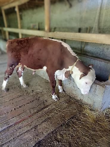 корма для сх животных: Продаю | Бык (самец) | На откорм | Привязанные — 7