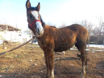 эркек ит: Ургаачы 5 6 ай жакшы кулун Суйлошуу жолу бар — 4