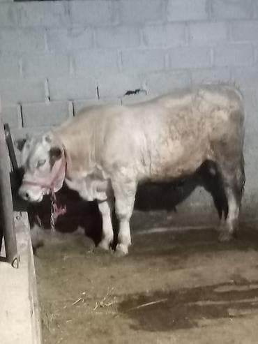 цена бычка: Продаю | Бык (самец) | Шароле | На откорм | Привязанные — 2
