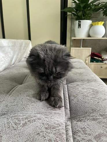 кот сфинкс: Шотландская вислоухая кошка, окрас дымчатый (графитовый). Пушистая — 4