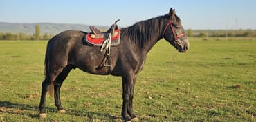 продаю клетки: Продаю | Конь (самец) | Рабочий — 1