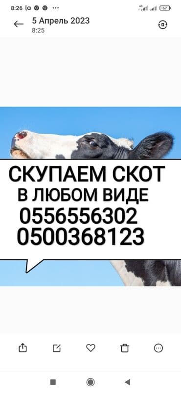 карова дойных: Куплю | Другие с/х животные, Лошади, кони, Коровы, быки | Круглосуточно, Любое состояние, Забитый — 1