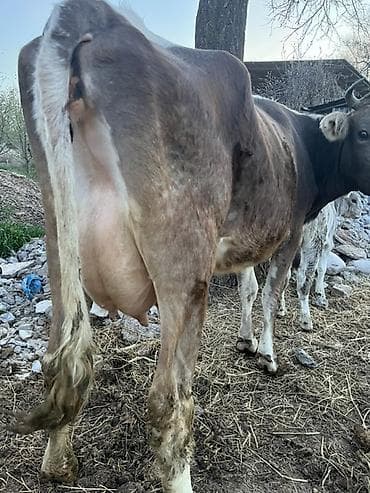 матка пчел: Продаю | Корова (самка) | Для молока | После отела — 9