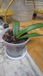 аквариум с рыбой: Бегония клубневая в горшке - Пышный куст с крупными махровыми — 10