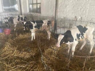 английский чистокровный: Сатам | Уй (ургаачы), Бука (эркек), Кунаажын | Сүт алуу үчүн, Союуга, Көбөйтүү үчүн — 1