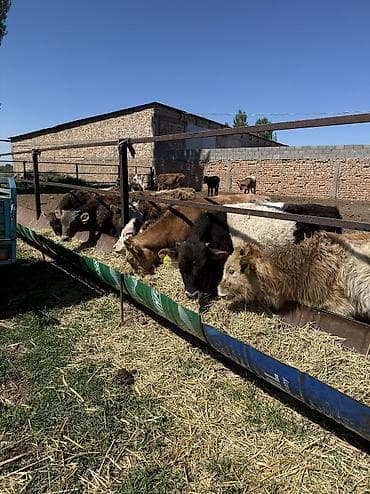 соль для животных: Продаю | Бык (самец) | Полукровка | На откорм — 10