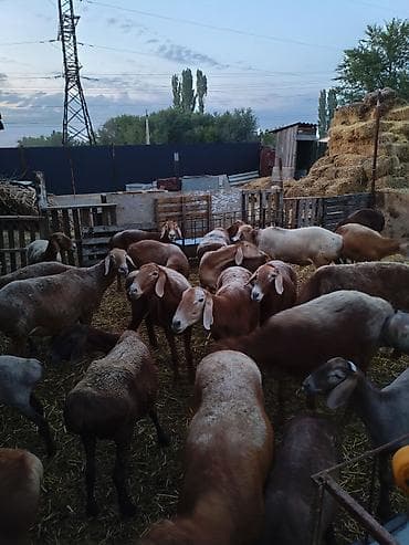 Продаю | Овца (самка) | Арашан | Для разведения | Матка at lalafo.kg Продаю | Овца (самка) | Арашан | Для разведения | Матка