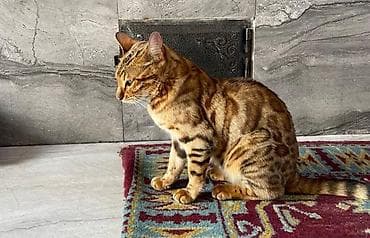 бенгал: Бенгальская кошка Отдам своего питомца, зовут Марго, родилась 14 — 5