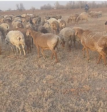 одежда для животных: Продаю | Овца (самка) | Полукровка | Для разведения | Матка — 1