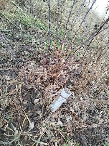 клубника тепличная: Саженцы ремонтантной малины ПОЛАНА - Сортова́я ремонтантная малина с — 7