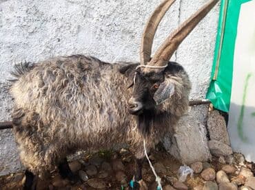 в добрые руки собаку: Продаю | Козёл (самец) | Полукровка — 2