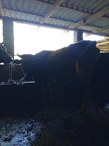 один штук: Продаю | Тёлка | На откорм | Привязанные — 3