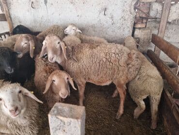 шотландская кошка бишкек: Продаю | Баран (самец) | Арашан | Для разведения — 1