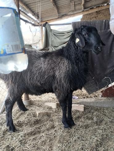 үй жаныбарлары: Сатам | Ургаачы кой (ургаачы) | Көбөйтүү үчүн | Асыл тукумдуу — 1