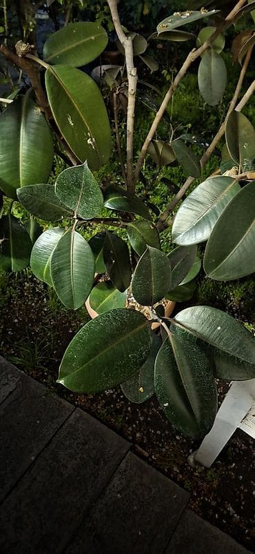 Фикустар: Фикус эластика (каучуконосный), крупное комнатное дерево в горшке. - — 3