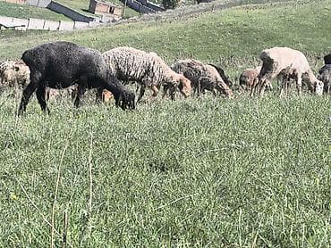 куры живые: Продаю | Овца (самка) | Для разведения | Матка — 8