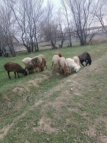 кангал собака: Продаю | Овца (самка) | Для разведения | Матка — 6