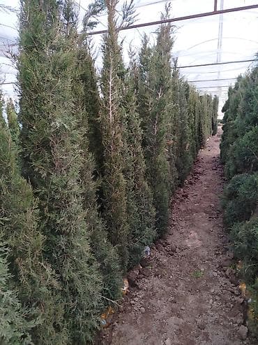 можевельники: Саженцы деревьев: Можжевельники (Арча) — 7