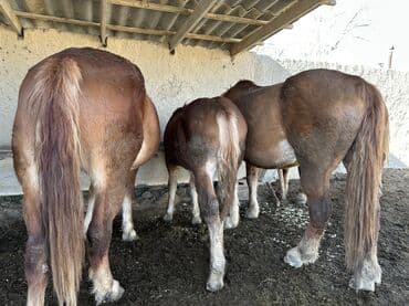 продажа домашних животных: Продаю | Конь (самец), Жеребенок, Жеребец | Дончак | Для молока, Для разведения, Конный спорт | Племенные — 4