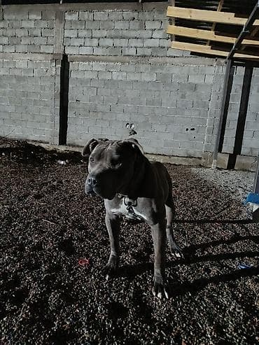 собаки стаф: Питбуль, 11 месяцев, Самец — 8