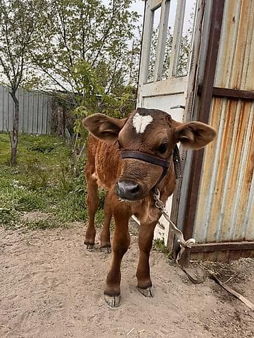 баран меренос: Продаю | Музоо, торпок | Для разведения | Привязанные — 2