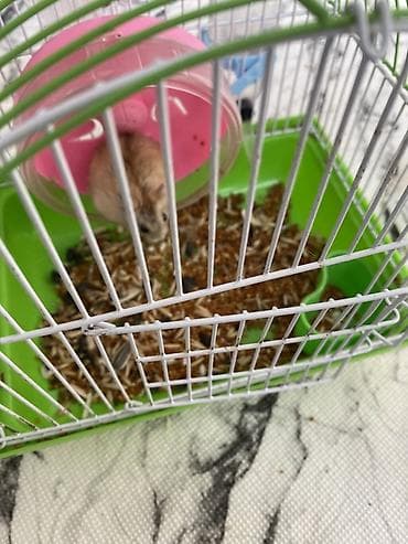 сколько стоит маленький хомячок: Карликовый хомячок (похож на джунгарика/хамстера Роборовского) с — 3