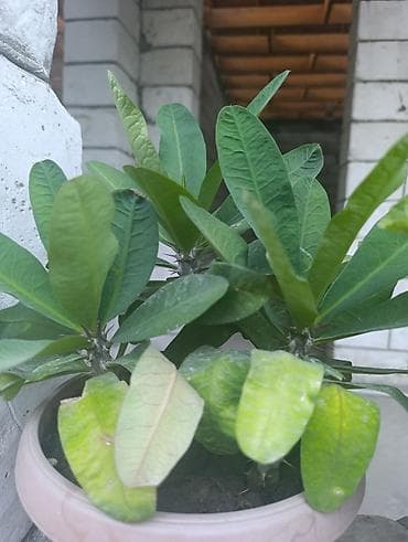 Комнатное растение «Молочай Милла» (Euphorbia milii, «Корона Христа»)