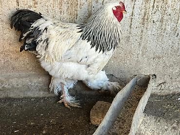 собаки сколько стоит: Продаю | Куры, Петух | Брама | На забой, Для разведения — 2