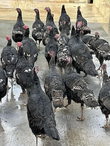 кыргыз довот ит: Сатам | Ургаачы күрп (ургаачы), Эркек күрп | Көбөйтүү үчүн | Асыл тукумдуу — 2