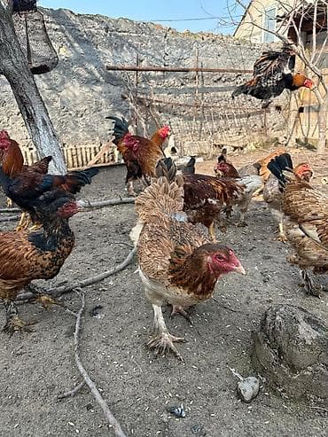 Лошади, кони: Продаю | Куры | Для разведения — 1