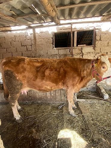 сушь для пчел купить: Продаю | Корова (самка) | Монбельярд | Для молока — 3