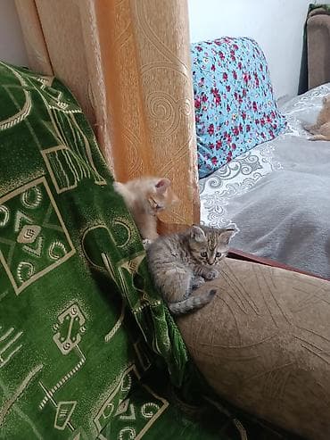 коты город ош: Котята. Бесплатно - Окрас: двое рыжих тигровых, двое серых/дымчатых — 2