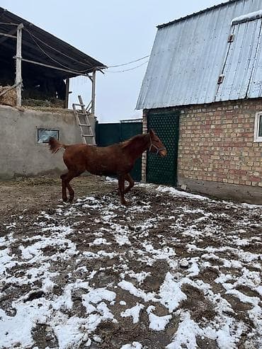 клетки для кур несушек: Продаю | Корова (самка) | Для молока | Стельные — 2