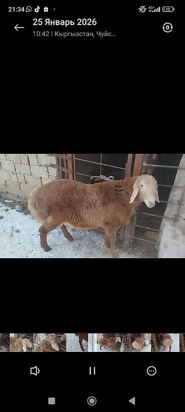 парода ала тоо: Продаю | Баран (самец) | Романовская | На забой — 5