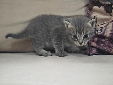 Продажа кошек: 1 месяц, Мальчик, Серый, Приучена к лотку — 2