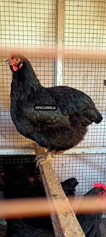 сколько стоит питбуль: Джерсийский гигант жумурткага жана жөжөлөргө заказ алабыз — 4