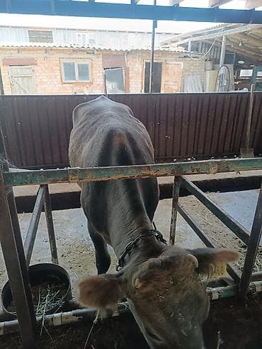 малёк рыбы: Продаю | Корова (самка) | Для молока | Привязанные — 1