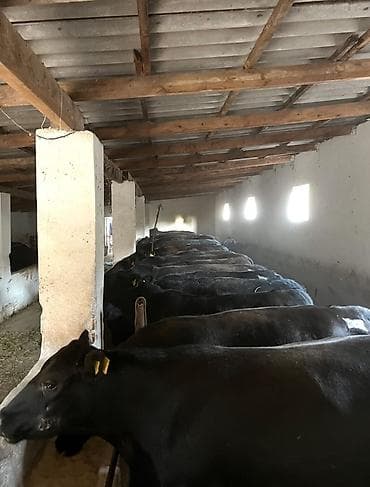 бизнес станок: Сдаю сарай+загон и сеновал на 40 голов
Сокулук — 3