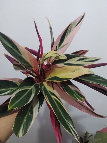 растения аквариумные купить: Строманта, диффенбахия, аглаонема, филодендроны, и т.д — 1