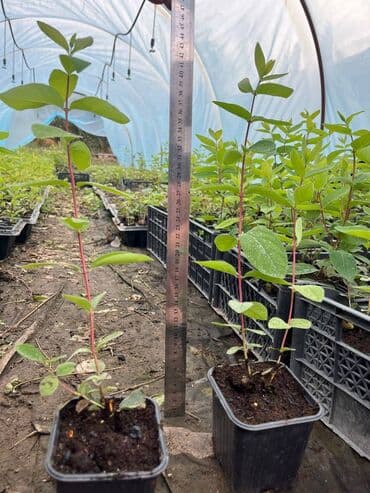 охрана токмок: 🌿 Однолетние саженцы жимолости в контейнерах! 🌿 Хотите ранний и — 1