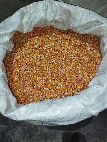 шпиц собака цена: 🌽Семена Гибрид Кукуруз "Октябрь 70 ТВ" Обладает высоким потенциалом — 3