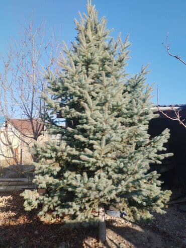 рассада смородины: Ель голубая (Picea pungens, «колючая» ель) — декоративное хвойное — 2