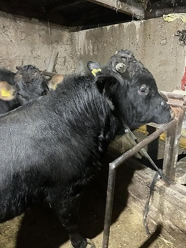 Продаю | Бык (самец) | На откорм